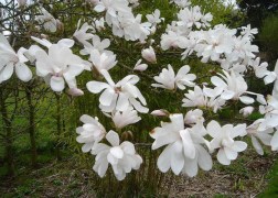 Magnolia loebneri merrill / Fehér liliomfa